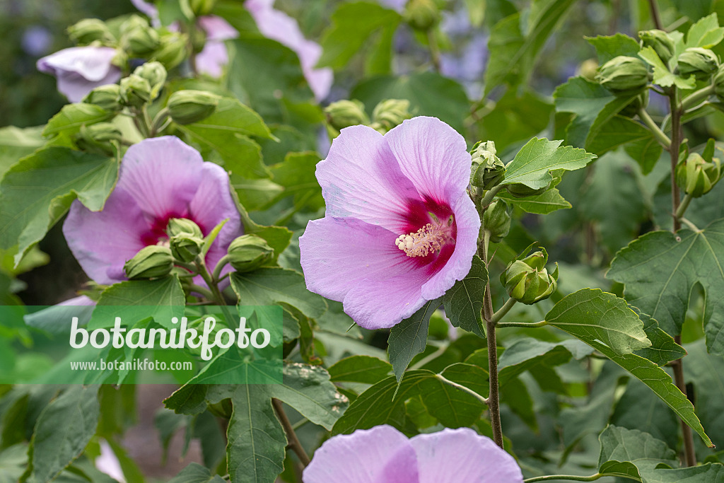 607062 - Rosemallow (Hibiscus Resi)