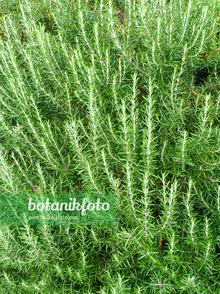 463064 - Rosemary (Rosmarinus officinalis)