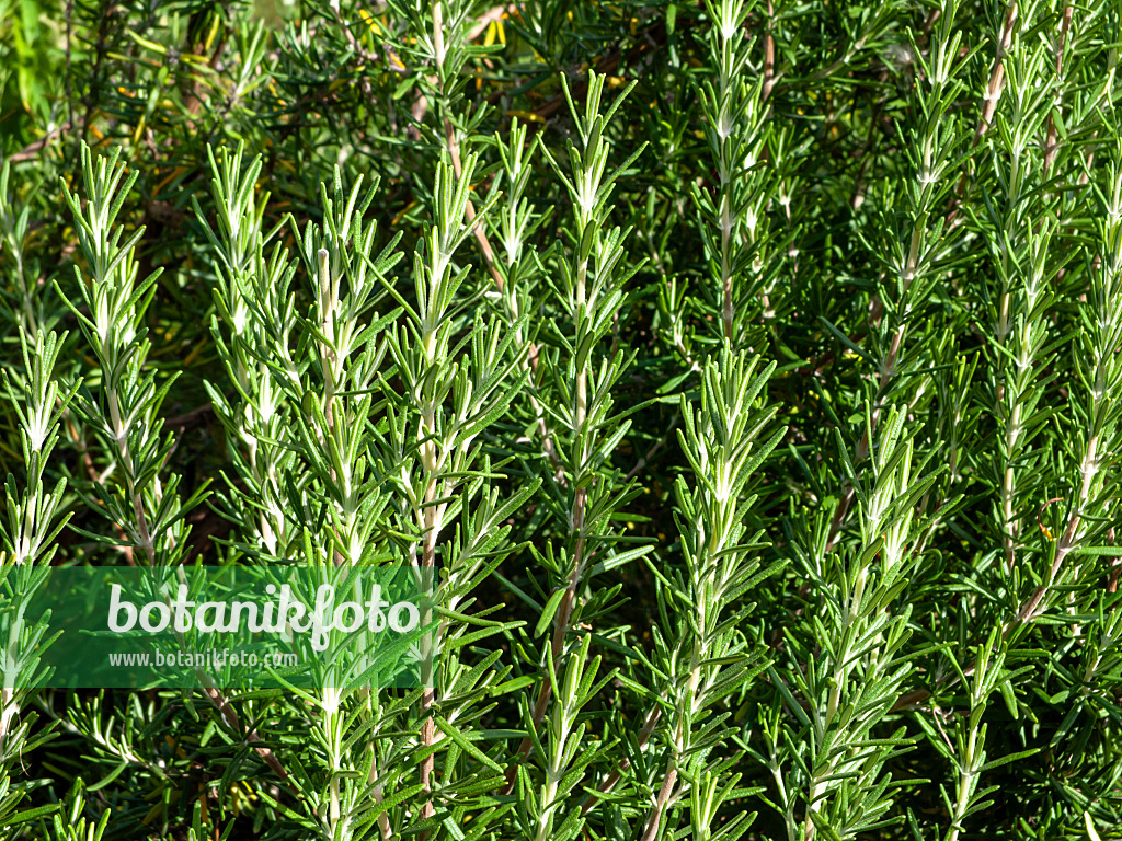 463066 - Rosemary (Rosmarinus officinalis)