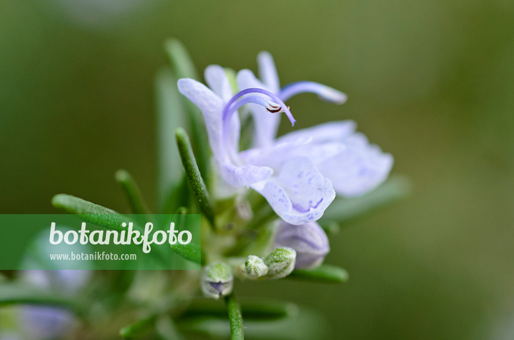 492022 - Rosemary (Rosmarinus officinalis)