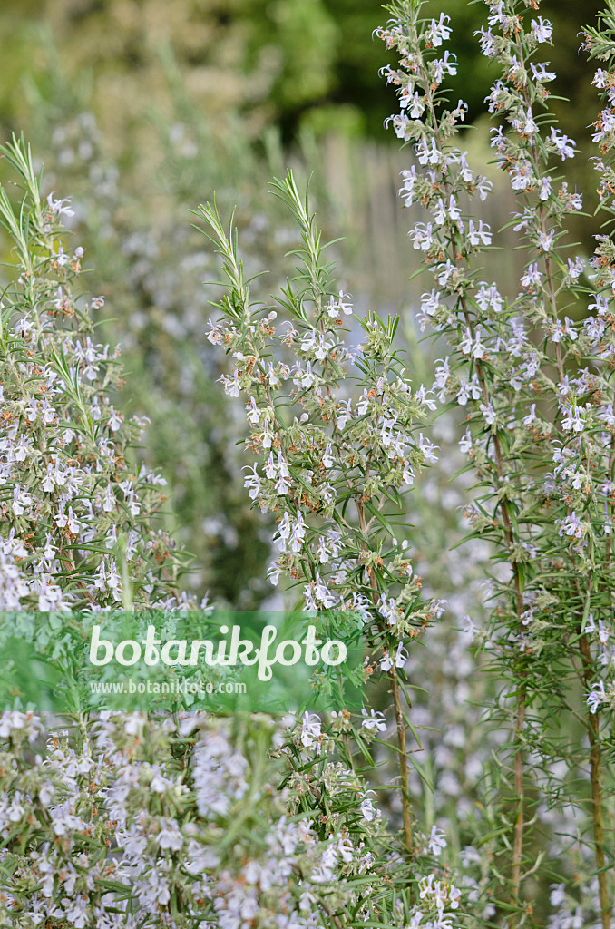 531123 - Rosemary (Rosmarinus officinalis)