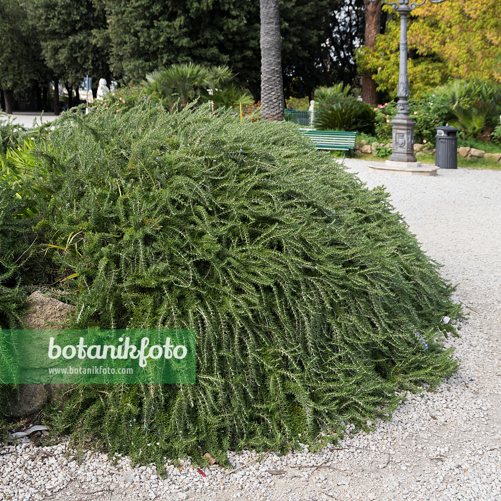 625354 - Rosemary (Rosmarinus officinalis 'Prostratus')