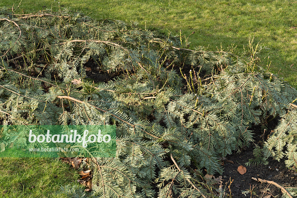 517027 - Roses covered with evergreen branches as winter protection