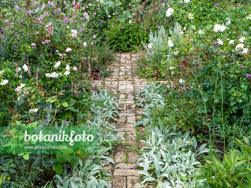 463114 - Roses (Rosa), betonies (Stachys) and vervains (Verbena)