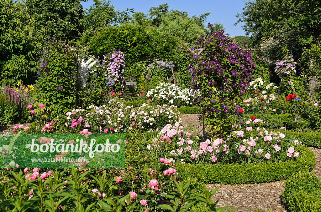 522053 - Roses (Rosa) and clematis (Clematis)