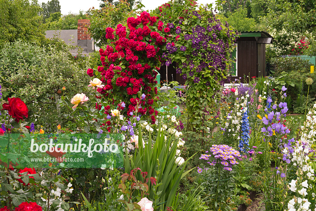 545176 - Roses (Rosa), clematis (Clematis), bellflowers (Campanula), fleabanes (Erigeron) and larkspurs (Delphinium)