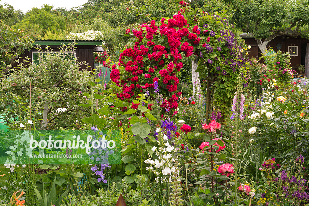 545177 - Roses (Rosa), clematis (Clematis), bellflowers (Campanula) and foxgloves (Digitalis)