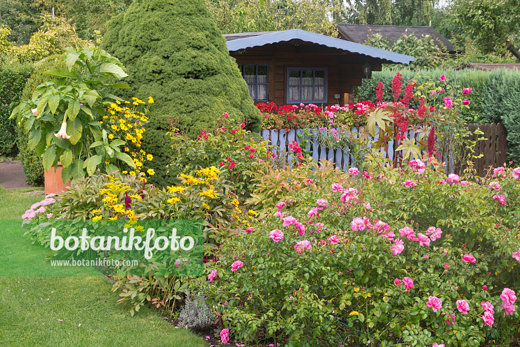 573080 - Roses (Rosa) and false sunflowers (Heliopsis helianthoides var. scabra) in an allotment garden