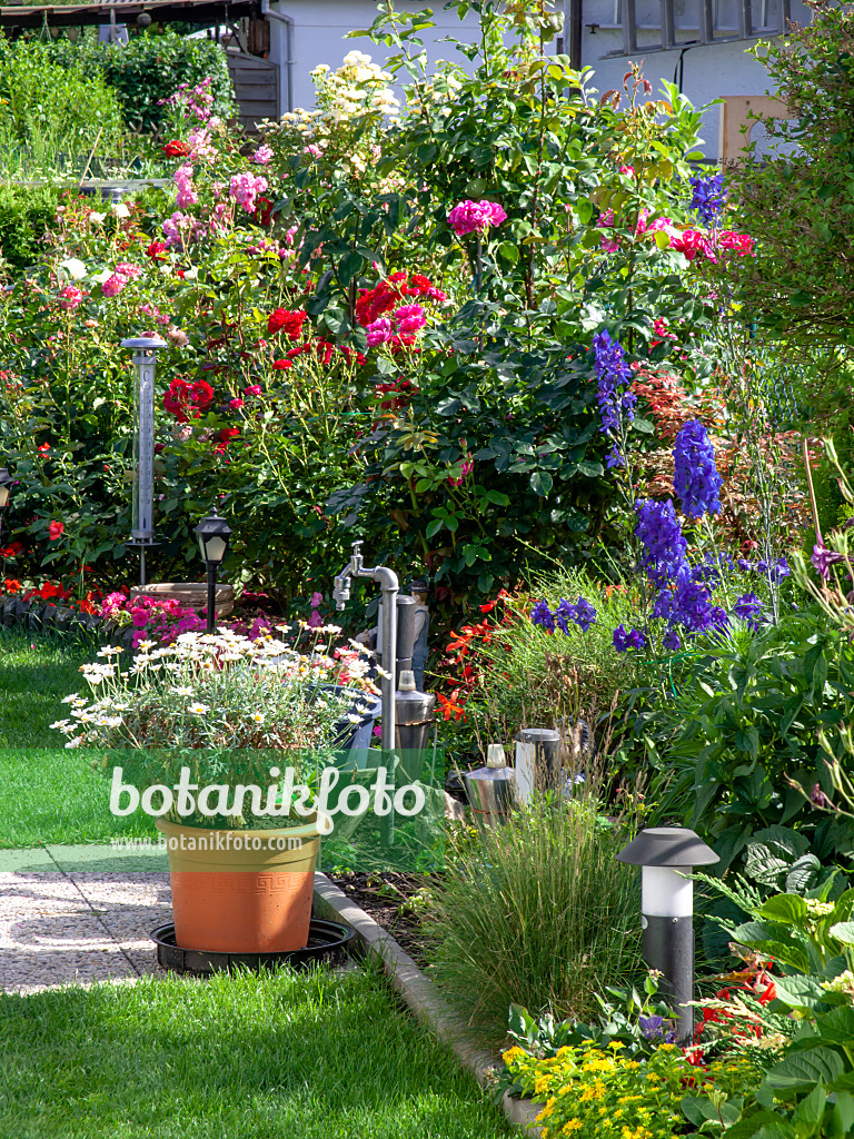 449031 - Roses (Rosa) and larkspurs (Delphinium)