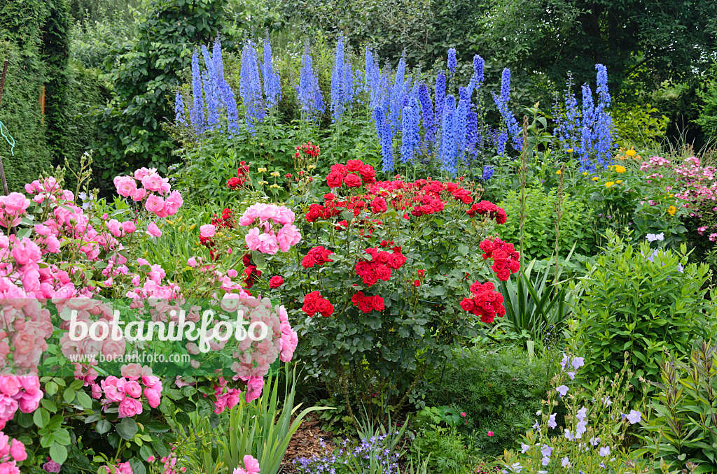 534061 - Roses (Rosa) and larkspurs (Delphinium)