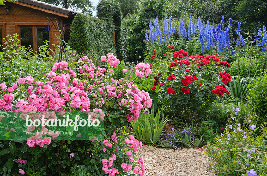 534049 - Roses (Rosa) and larkspurs (Delphinium) in a perennial garden