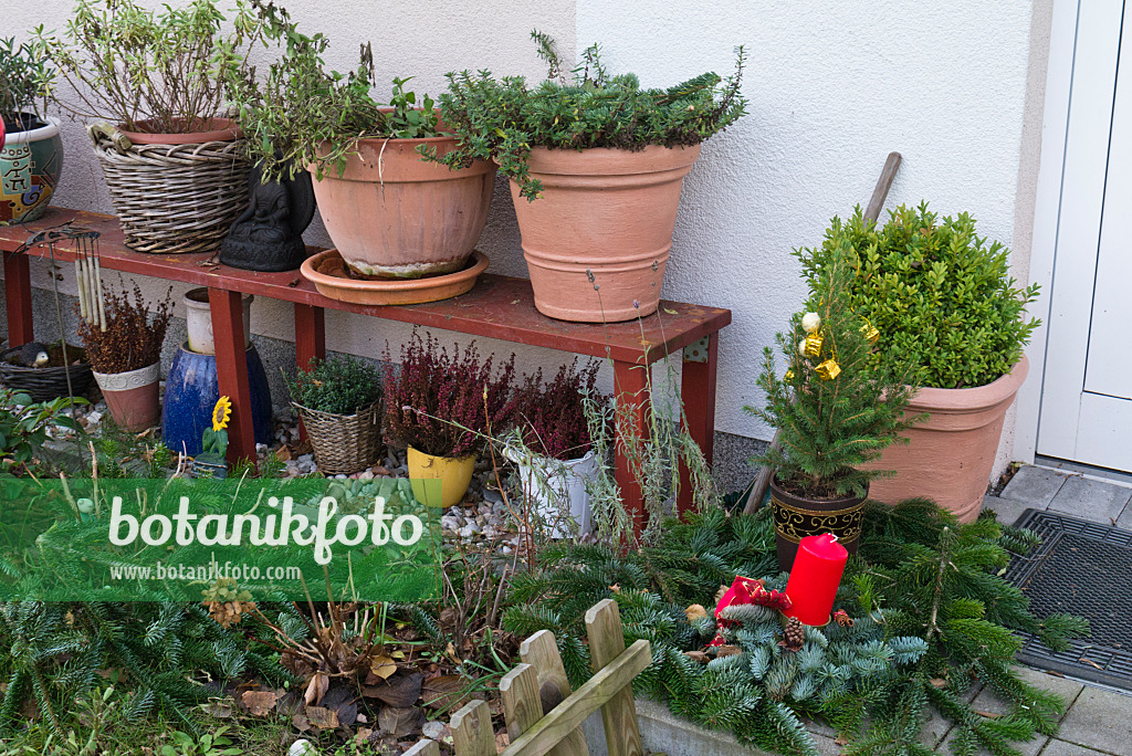 527038 - Roses (Rosa) with winter protection and container plants in a front garden