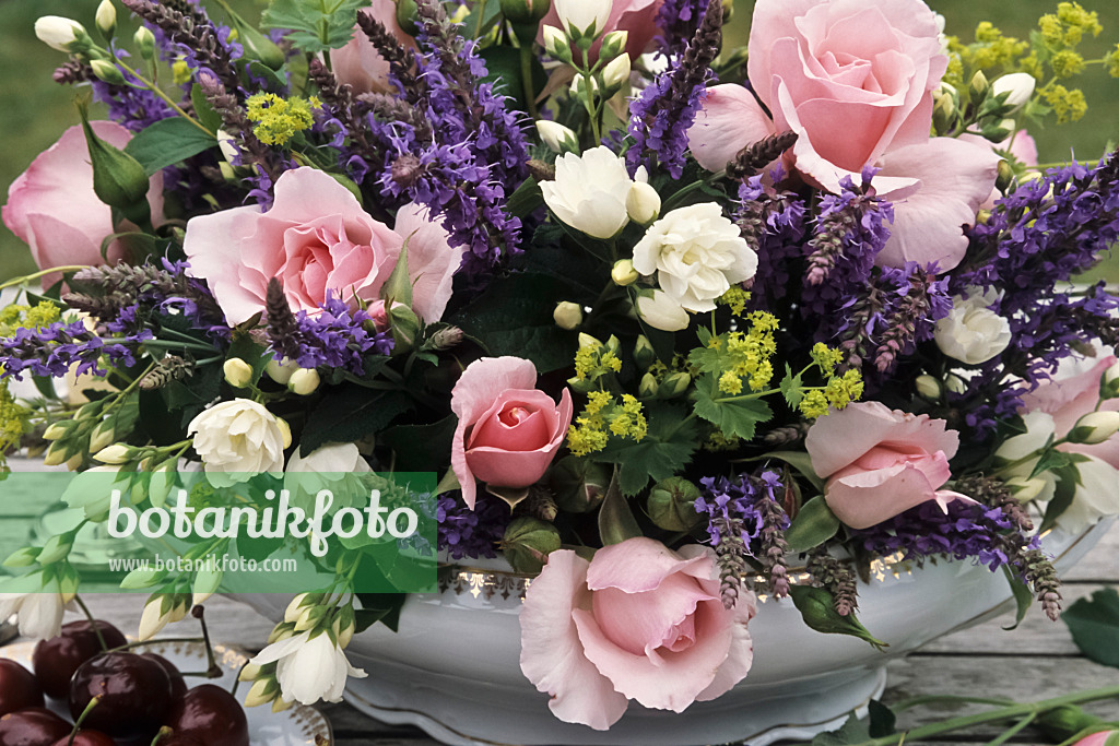 440217 - Roses (Rosa), woodland sage (Salvia nemorosa), lady's mantle (Alchemilla mollis) and sweet mock orange (Philadelphus coronarius) 440217 - Roses (Rosa), woodland sage (Salvia nemorosa), lady's mantle (Alchemilla mollis) and sweet mock orange (Philadelphus coronarius)