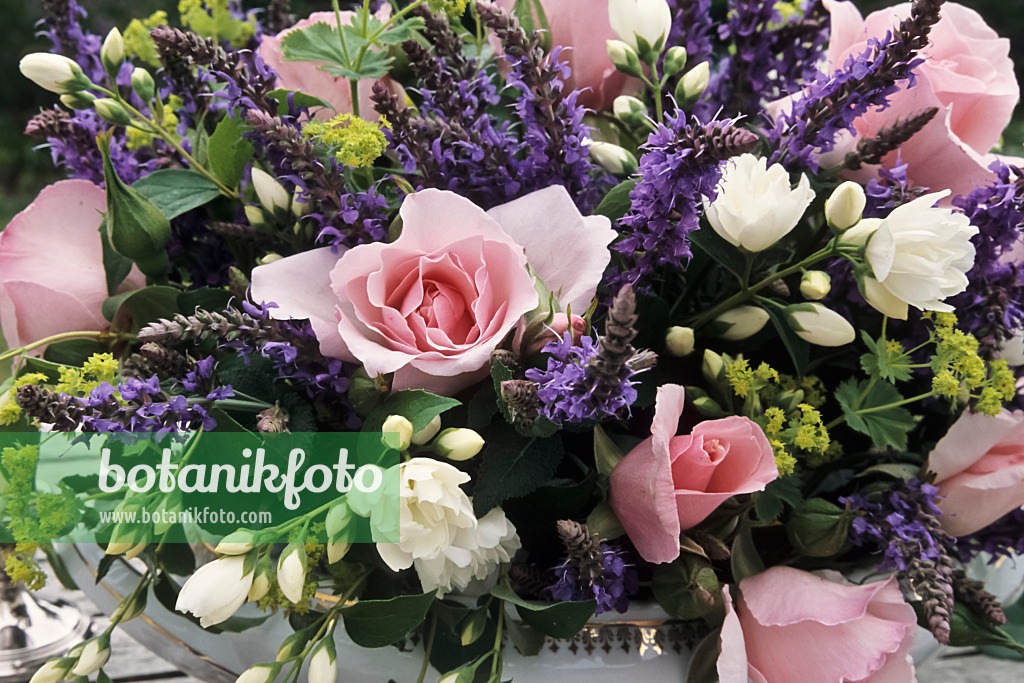 440219 - Roses (Rosa), woodland sage (Salvia nemorosa), lady's mantle (Alchemilla mollis) and sweet mock orange (Philadelphus coronarius)