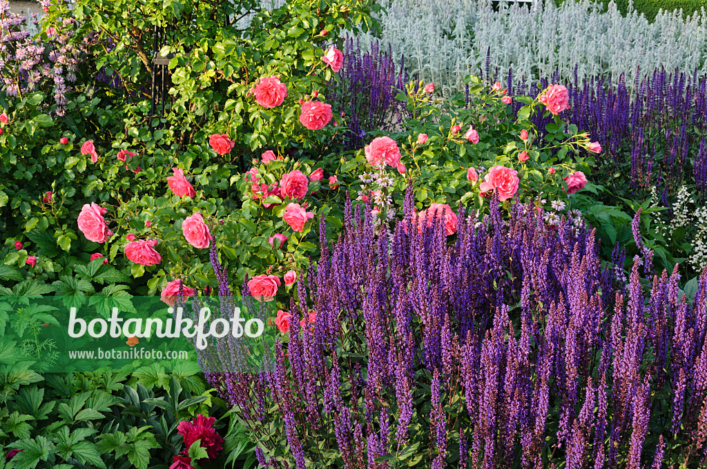 473017 - Roses (Rosa) and woodland sages (Salvia nemorosa)