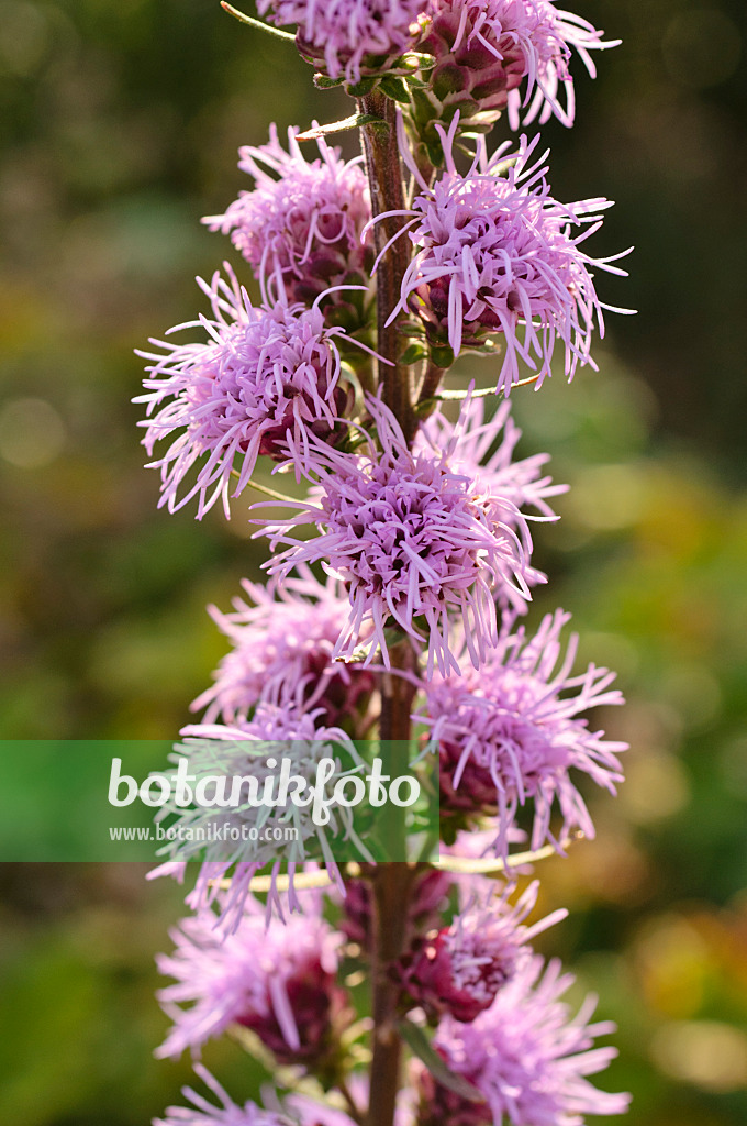 476147 - Rough blazing star (Liatris aspera)