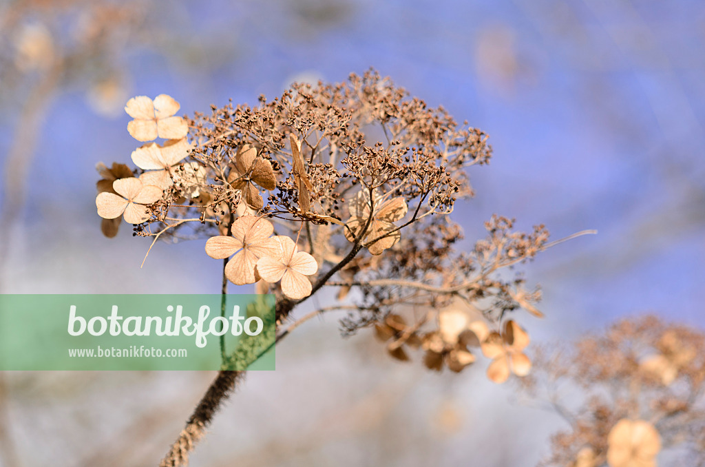 529087 - Rough-leaved hydrangea (Hydrangea aspera)