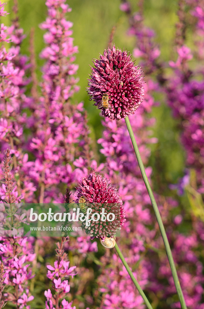 570120 - Round-headed leek (Allium sphaerocephalon) and European wand loosestrife (Lythrum virgatum)