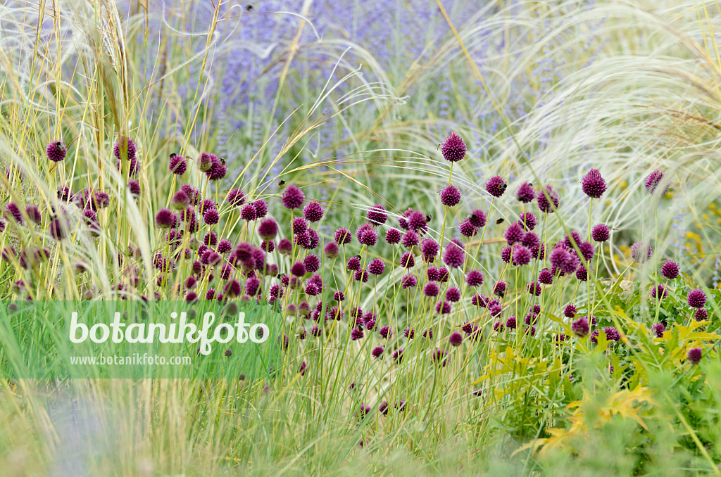 498082 - Round-headed leek (Allium sphaerocephalon), feather grass (Stipa barbata) and Russian sage (Perovskia abrotanoides)