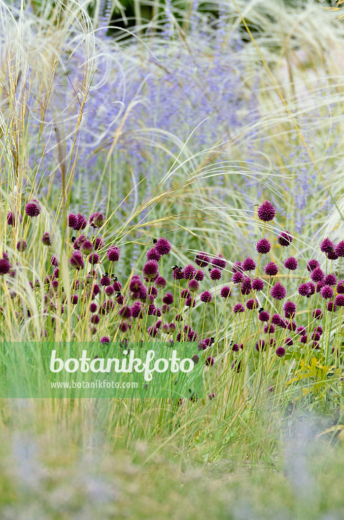 498083 - Round-headed leek (Allium sphaerocephalon), feather grass (Stipa barbata) and Russian sage (Perovskia abrotanoides)