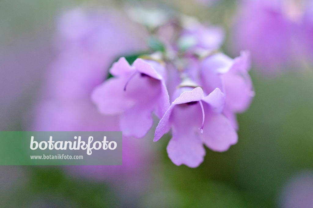 470046 - Round-leaved mint bush (Prostanthera rotundifolia)