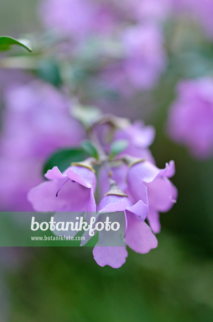 470047 - Round-leaved mint bush (Prostanthera rotundifolia)