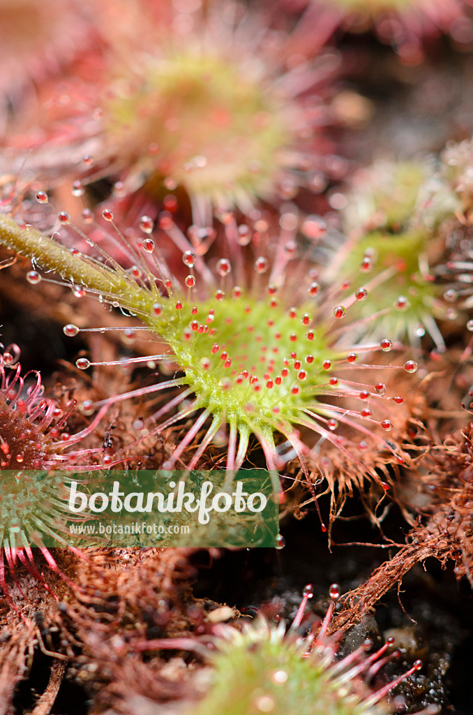 547349 - Round-leaved sundew (Drosera rotundifolia)