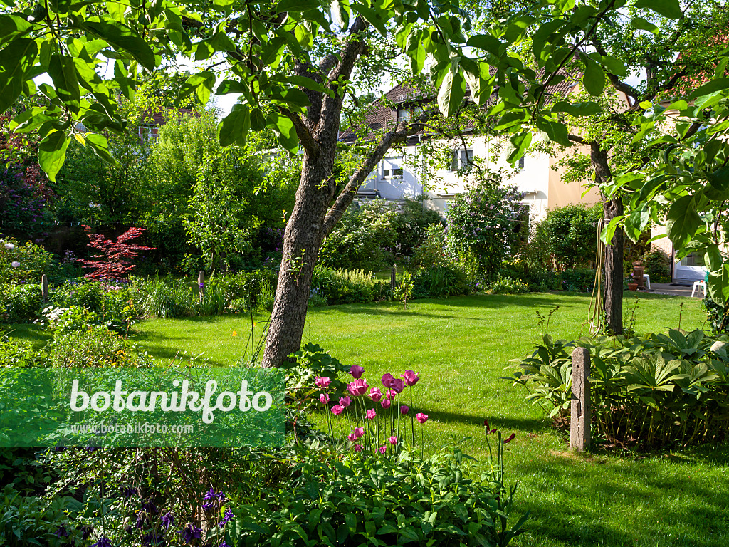 460101 - Row house garden with lawn and fruit trees