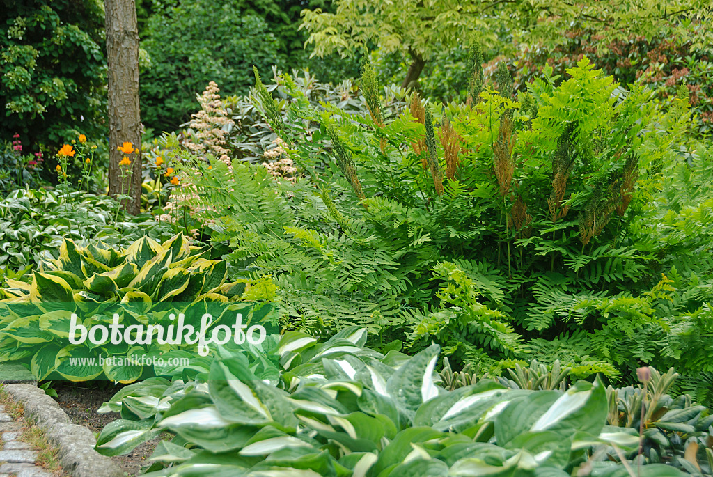 517459 - Royal fern (Osmunda regalis) and plantain lilies (Hosta)