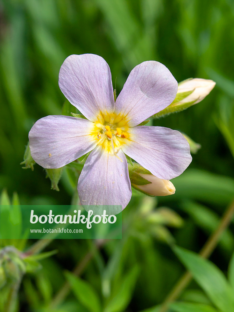 437347 - Royal Jacob's ladder (Polemonium carneum)