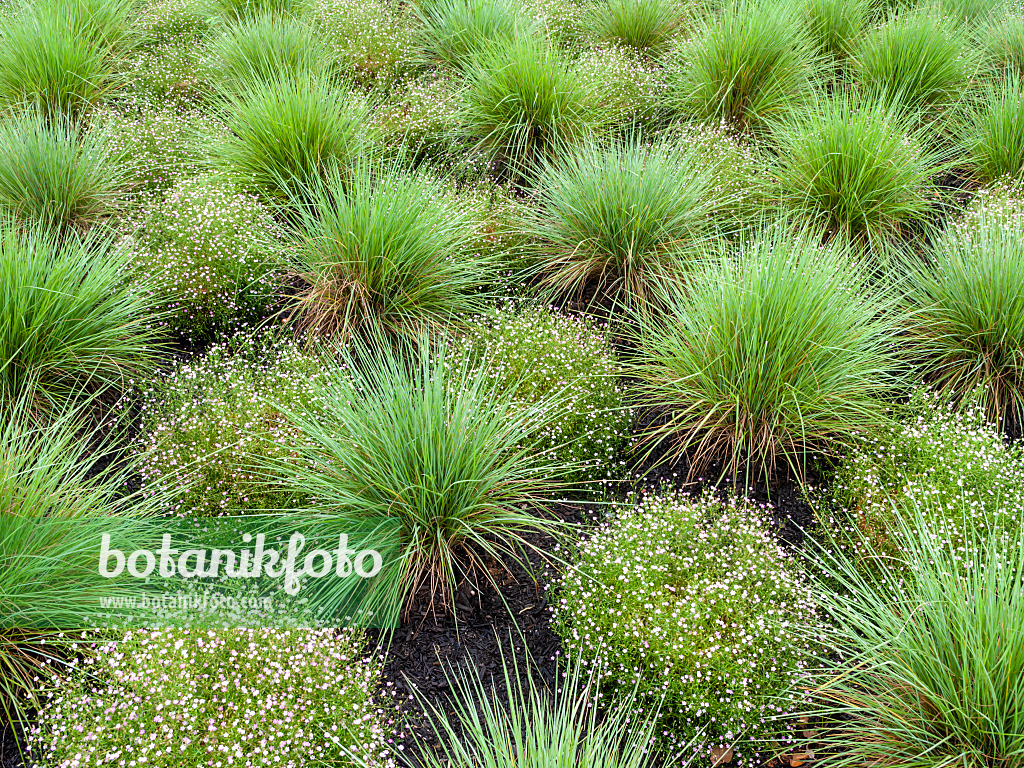 455407 - Ruby grass (Melinus nerviglumis) and gypsophila (Gypsophila)