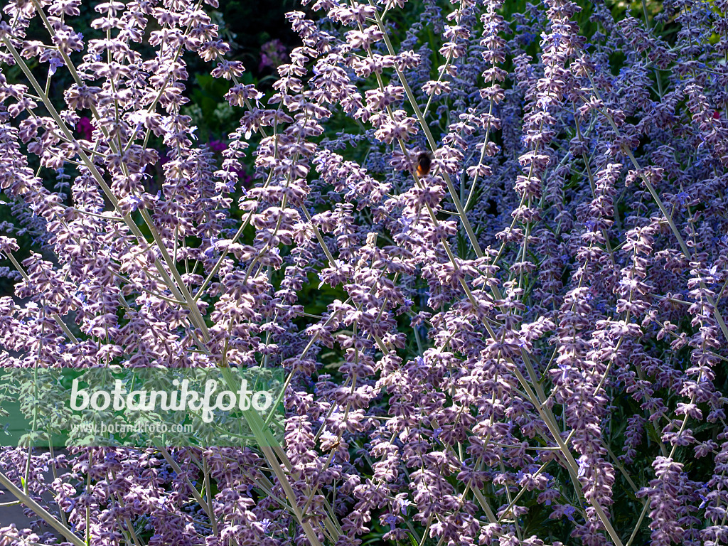 439379 - Russian sage (Perovskia abrotanoides)