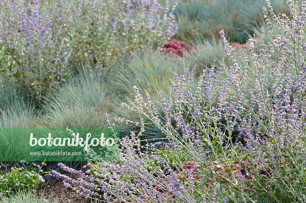 476215 - Russian sage (Perovskia abrotanoides) and blue fescue (Festuca cinerea syn. Festuca glauca)