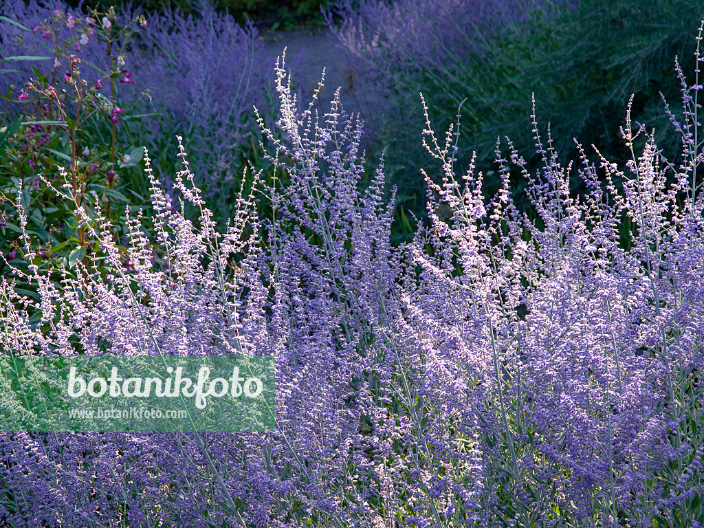 463024 - Russian sage (Perovskia atriplicifolia)