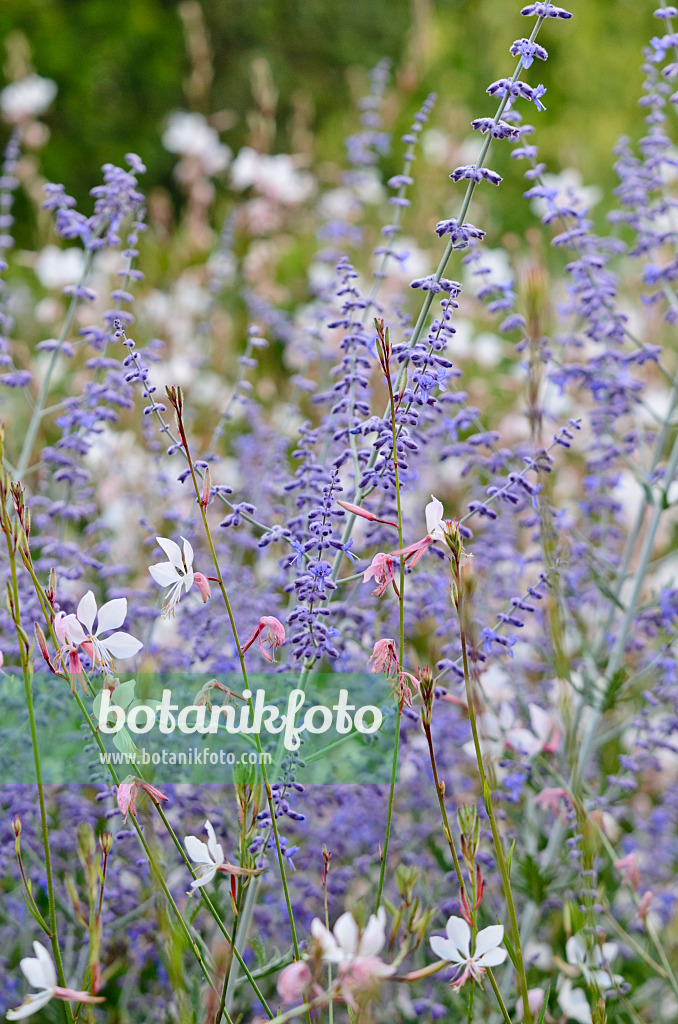 570122 - Russian sage (Perovskia) and butterfly gaura (Gaura lindheimeri)