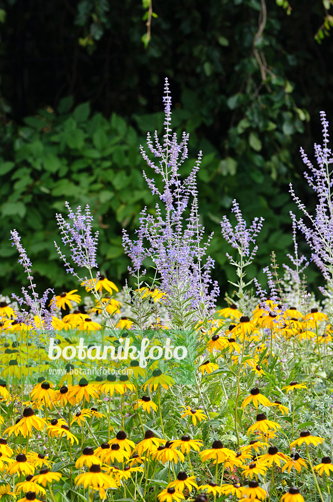 487137 - Russian sage (Perovskia) and orange cone flower (Rudbeckia fulgida)