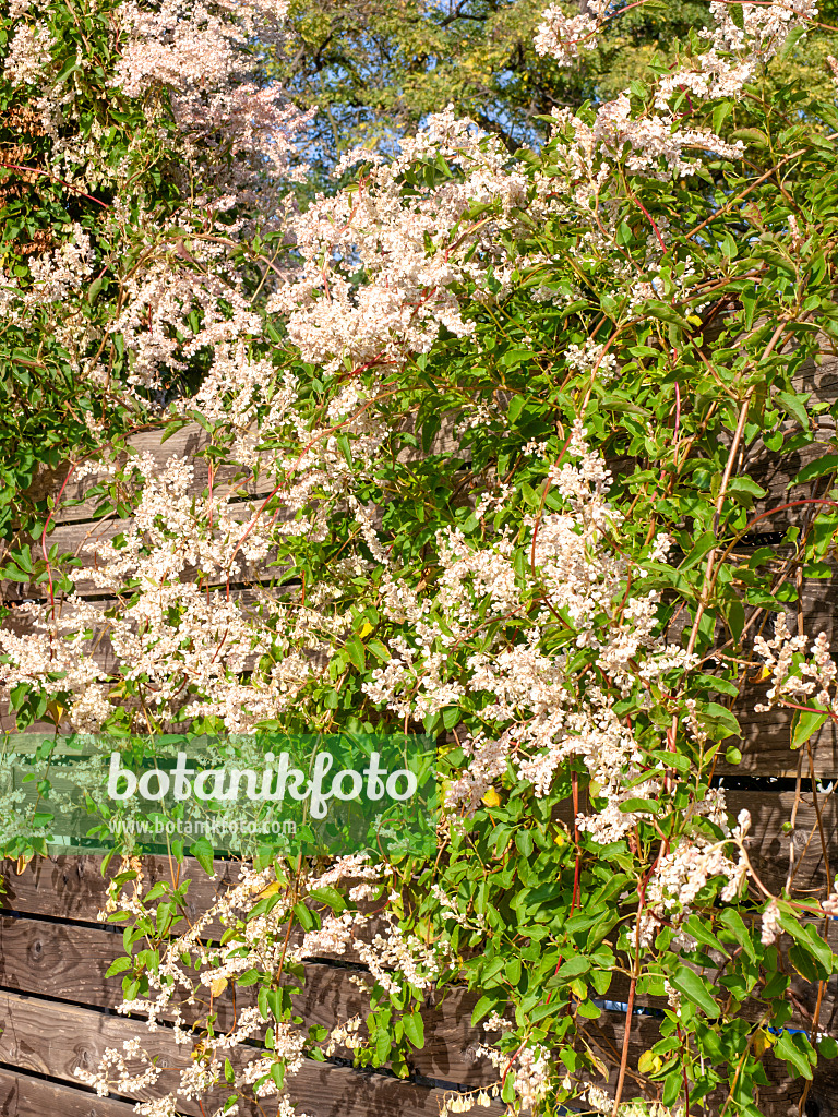 465121 - Russian vine (Fallopia aubertii syn. Polygonum aubertii)