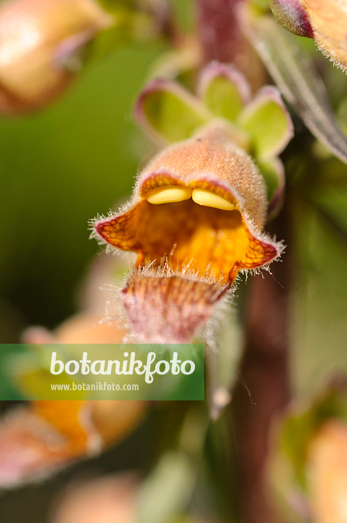 473055 - Rusty foxglove (Digitalis ferruginea)