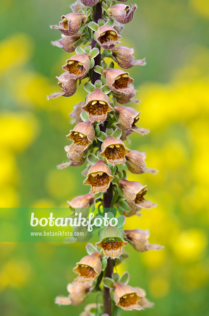 534118 - Rusty foxglove (Digitalis ferruginea subsp. schischkinii)