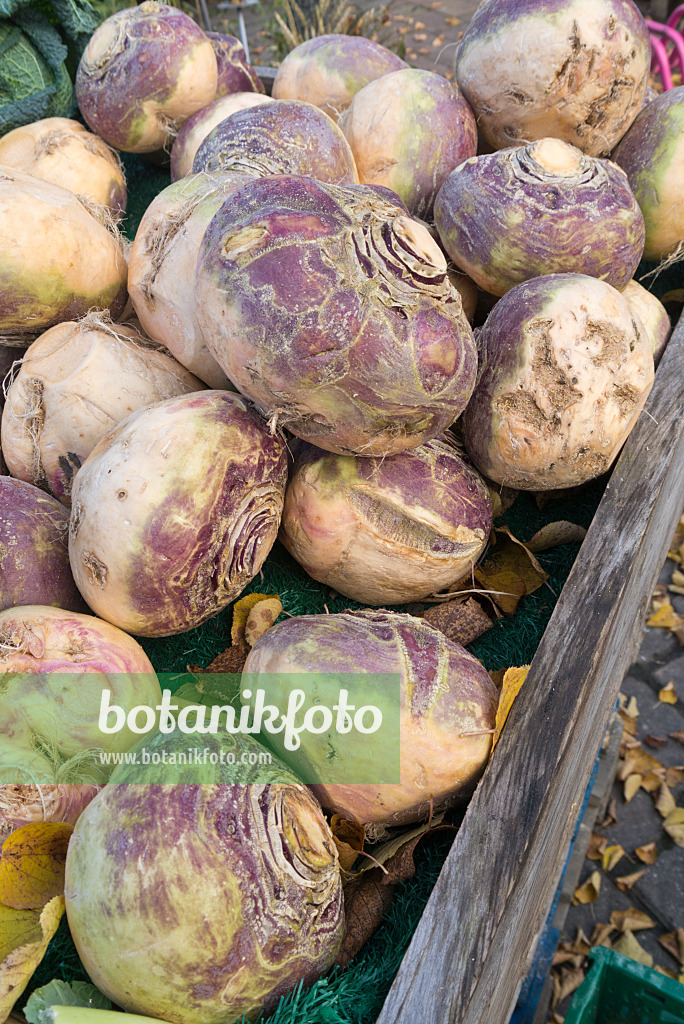 562007 - Rutabaga (Brassica napus subsp. rapifera)