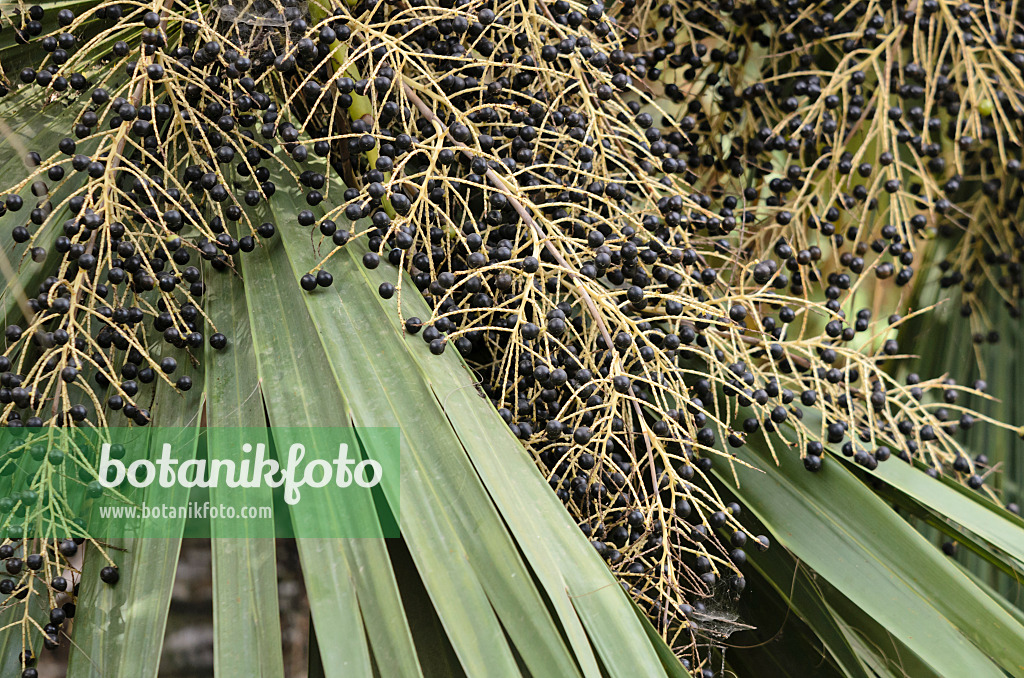 564146 - Sabal palm (Sabal palmetto)