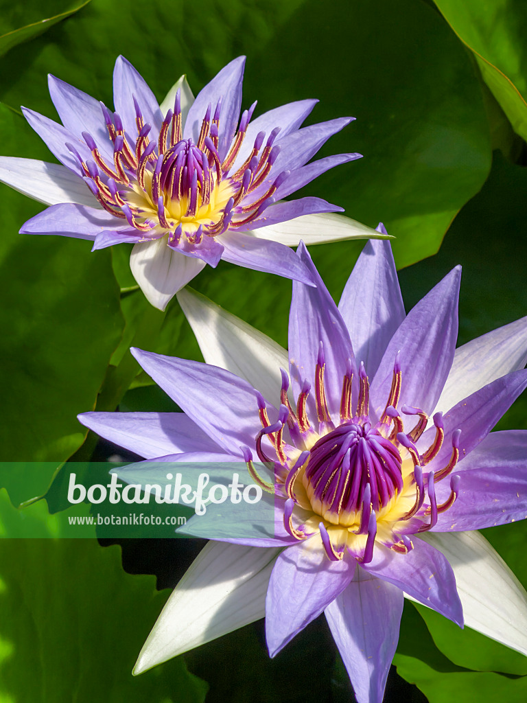 414158 - Sacred blue lotus (Nymphaea colorata)