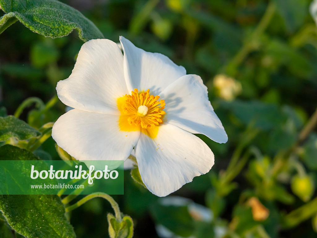 458005 - Sage-leaved rock rose (Cistus salviifolius)