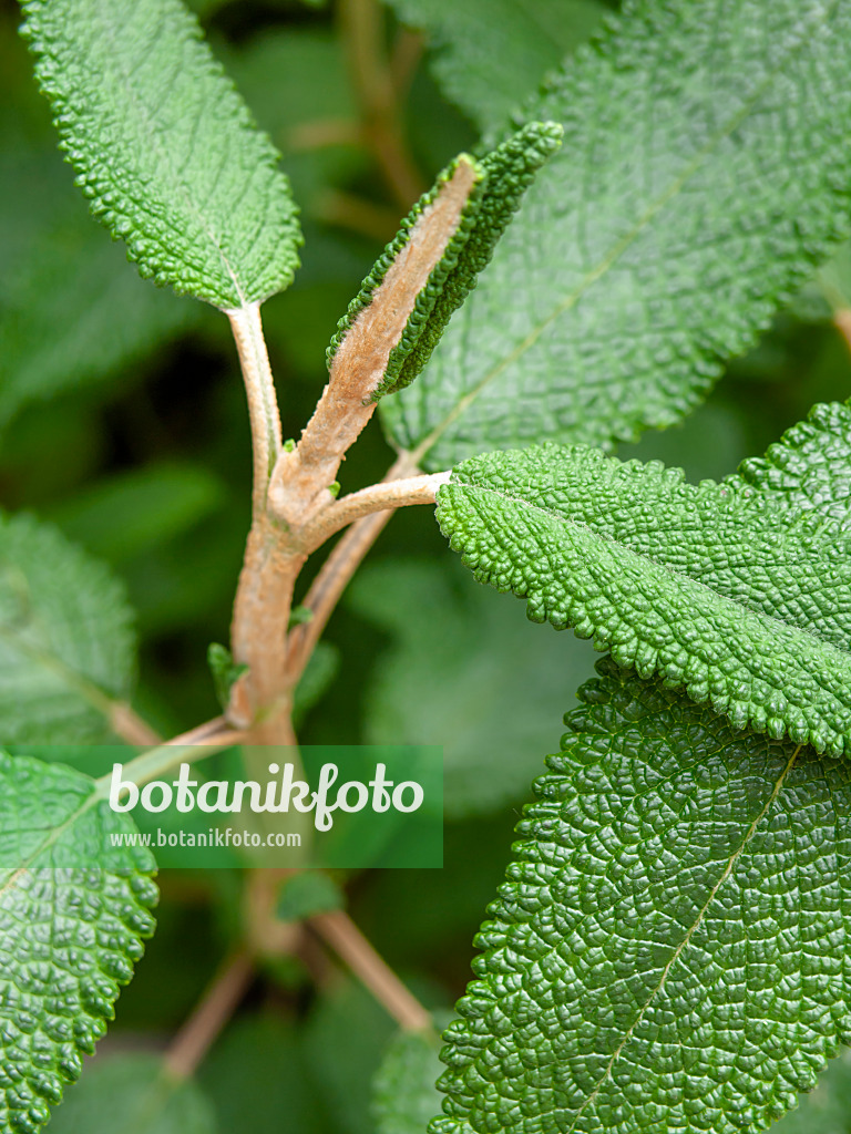 426157 - Sage (Salvia corrugata)