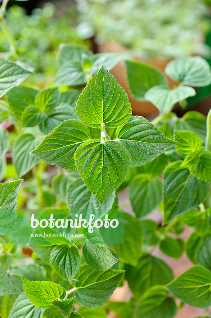 484234 - Sage (Salvia elegans 'Mello')