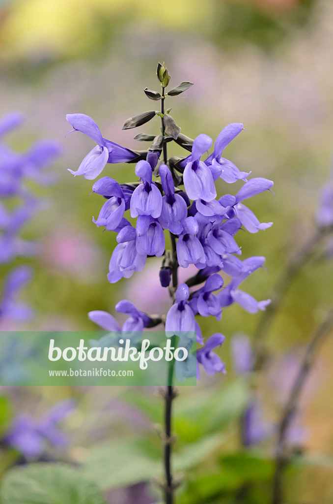 570063 - Sage (Salvia longispicata x farinacea 'Mystic Spires Blue')