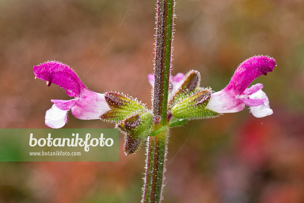 562006 - Sage (Salvia viscosa)