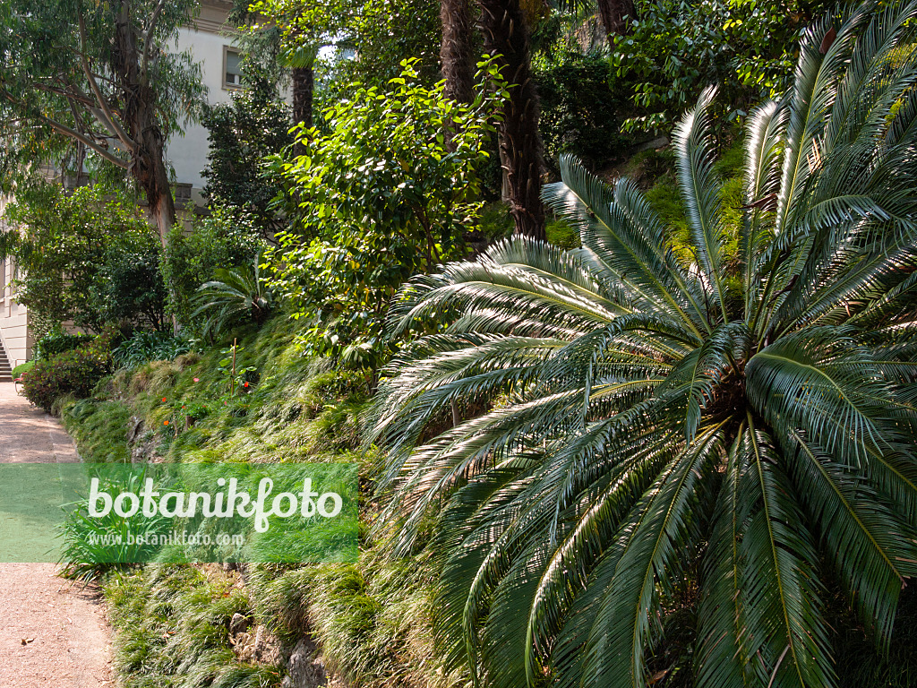 414086 - Sago palm (Cycas revoluta), Villa Heleneum, Lugano, Switzerland