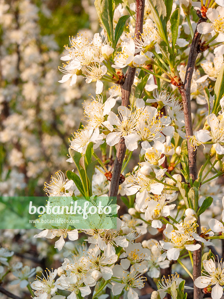 412054 - Sand cherry (Prunus pumila)