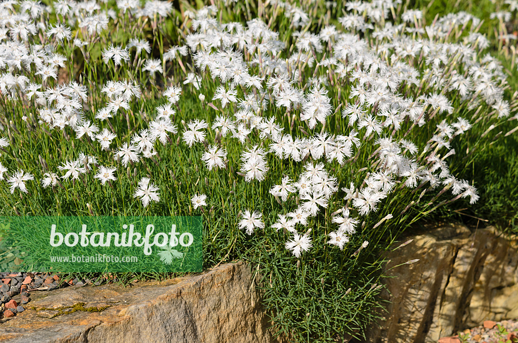 521110 - Sand pink (Dianthus arenarius)